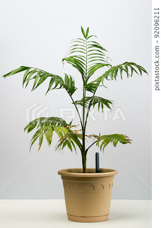 Green house plant hamedorea in a pot. Green house plant hamedorea in a pot. 92096211