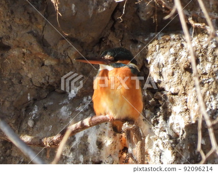 Kingfisher taken in a nearby stream Kingfisher taken in a nearby stream 92096214