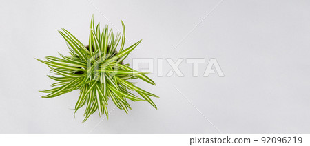 House plant Chlorophytum comosum on white table. Banner with space for text House plant Chlorophytum comosum on white table. Banner with space for text 92096219