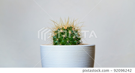 House plant cactus in white pot on against white wall 92096242