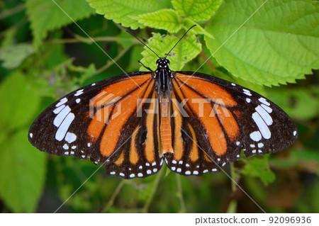 Beautiful orange and black Danaus genutia found on Ishigaki Island in Okinawa Beautiful orange and black Danaus genutia found on Ishigaki Island in Okinawa 92096936