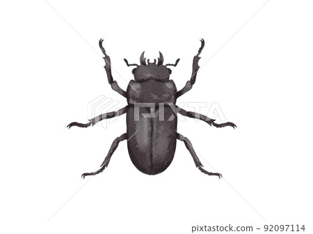 雌性鍬形蟲的向上插圖（水彩風格） 92097114
