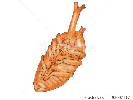 Illustration of male beetle pupa (watercolor style) 92097117