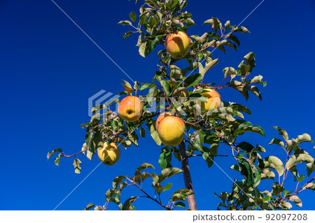 收穫時的果園蘋果 收穫時的果園蘋果 92097208
