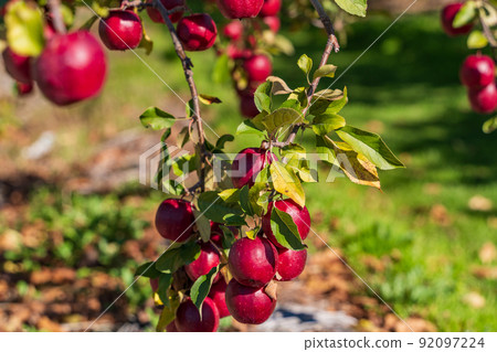 Orchard apples at harvest time 92097224
