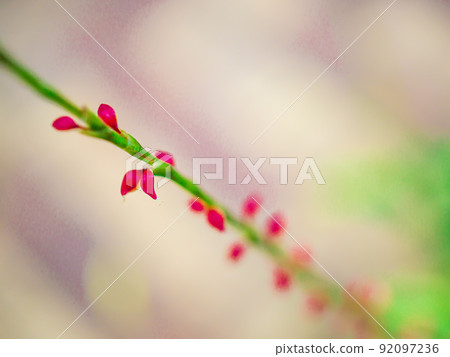 水引花 92097236