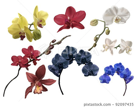 set watercolor orchids. red cimbidium. Phalaenopsis is red, white, blue and black. Realistic illustration set watercolor orchids. red cimbidium. Phalaenopsis is red, white, blue and black. Realistic illustration 92097435