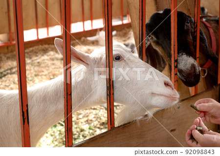 goats stuck heads through the bars of barn fence to get treats from human hands goats stuck heads through the bars of barn fence to get treats from human hands 92098843