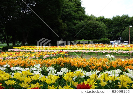 Lily of Fukaya Green Park 92099195