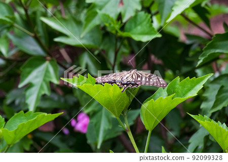 燕尾蝶飛向綠葉 燕尾蝶飛向綠葉 92099328
