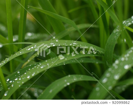 雨後的雜草(葉子上的水滴和波爾卡圓點) 雨後的雜草(葉子上的水滴和波爾卡圓點) 92099862