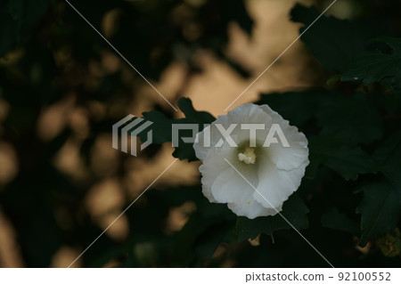 Mukuge no Hana Large White 92100552