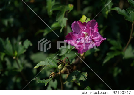 Mukuge flower (double-flowered, light pink) Mukuge flower (double-flowered, light pink) 92100747
