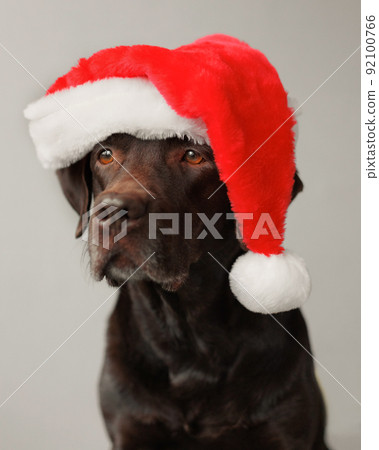 Labrador deals santa outfit