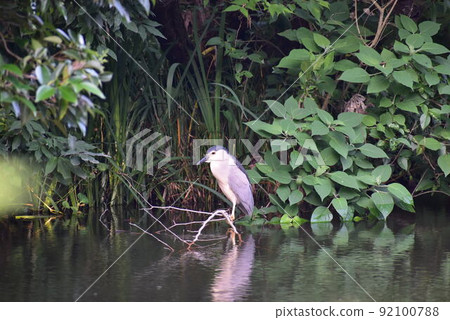 Gray heron Gray heron 92100788