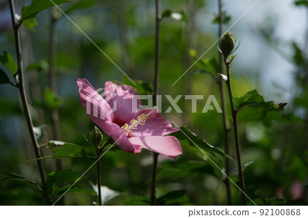 Mukuge flower (single bloom, light pink) Mukuge flower (single bloom, light pink) 92100868