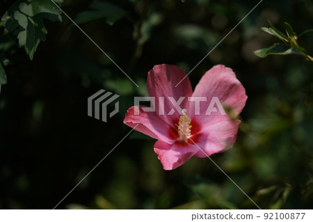 Mukuge flower (single bloom, light pink) Mukuge flower (single bloom, light pink) 92100877