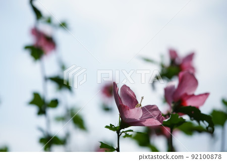 Mukuge花（單花，淺粉色） 92100878