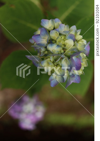 繡球 92101084
