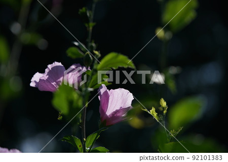 Mukuge花（單花，淺粉色） 92101383