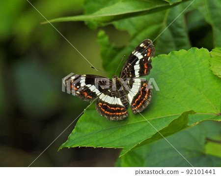 Sakahachicho (summer type) male 92101441