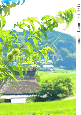 《Osaka Prefecture》 Nose Town Hase Tanada and Rural Scenery 《Osaka Prefecture》 Nose Town Hase Tanada and Rural Scenery 92101515