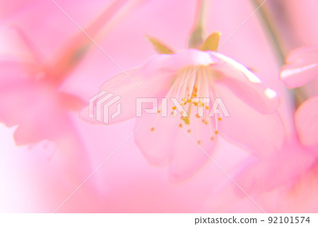 Early blooming Kawazu cherry blossoms, in full bloom 92101574
