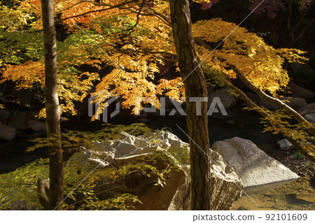 Gokei dyed in autumn colors Gokei dyed in autumn colors 92101609
