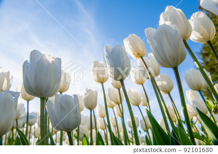 Close-up of a white tulip against the sky. Close-up of a white tulip against the sky. 92101680
