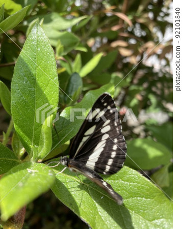 蝴蝶 蝴蝶 92101840