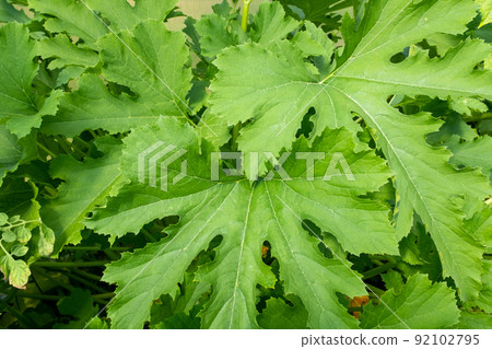 Zuchini plant with green leaves, close-up. Vegetable background from vegetable marrow bush for publication, poster, screensaver, wallpaper, postcard, banner, cover, post. High quality photography 92102795