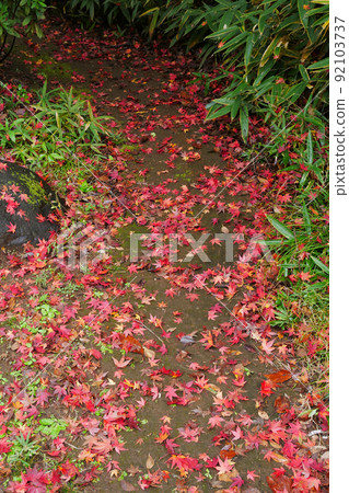 Image of a garden path covered with fallen leaves of autumn leaves-3: 2 version 92103737