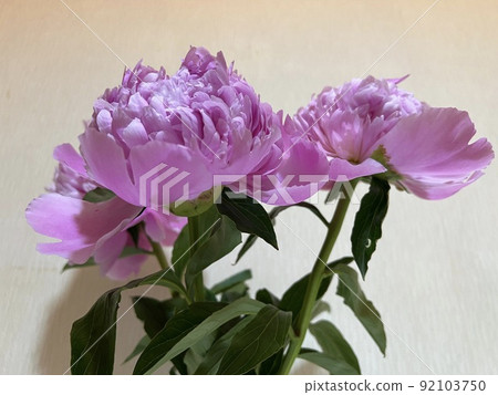 牡丹，一朵大牡丹花 92103750