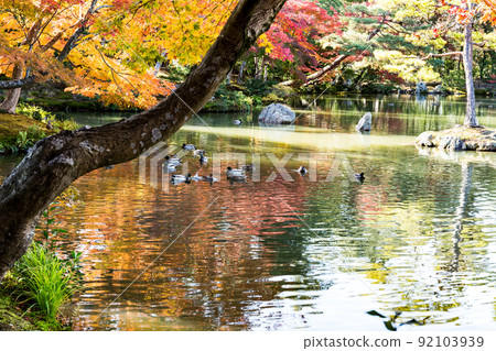 Kyoto Kinkakuji garden and pond during the fall foliage season Kyoto Kinkakuji garden and pond during the fall foliage season 92103939