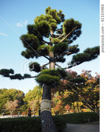 一棵長在天上的松樹 92103968