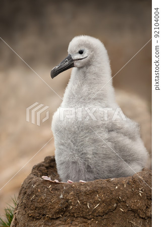 Black-browed Albatross chick sitting in a mud cup nest 92104004