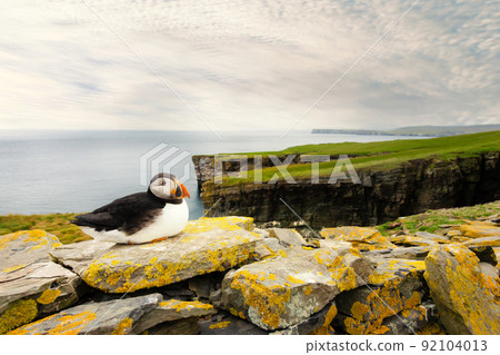 Atlantic puffin on cliffs, Noss island, Shetland, UK Atlantic puffin on cliffs, Noss island, Shetland, UK 92104013