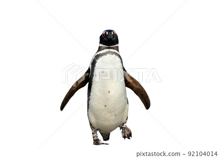 Magellanic penguin against clear white background 92104014
