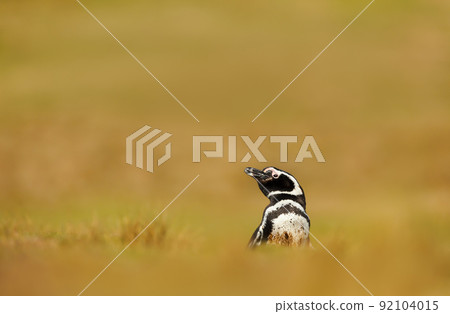 Magellanic penguin in grass on a sunny afternoon 92104015