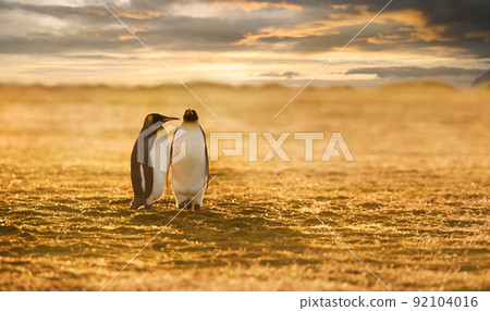 Couple of King penguins on a beach at sunset Couple of King penguins on a beach at sunset 92104016