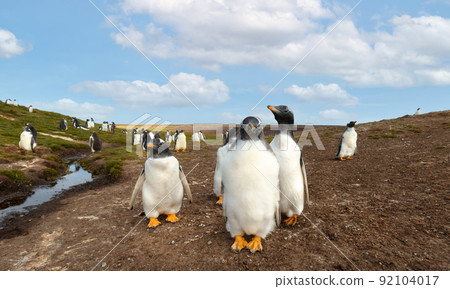 Gentoo penguin chicks in the Falkland Islands Gentoo penguin chicks in the Falkland Islands 92104017