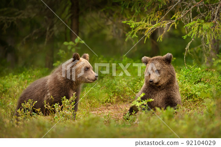 Close up of playful European brown bear cubs in the forest 92104029