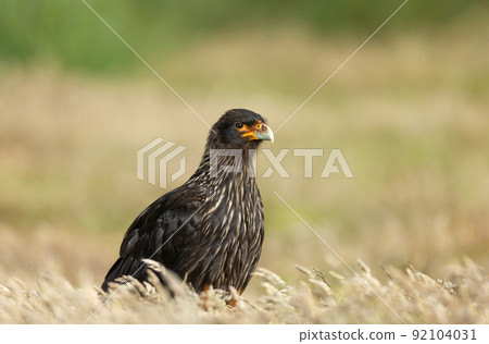 Close-up of Striated Caracara against yellow background Close-up of Striated Caracara against yellow background 92104031