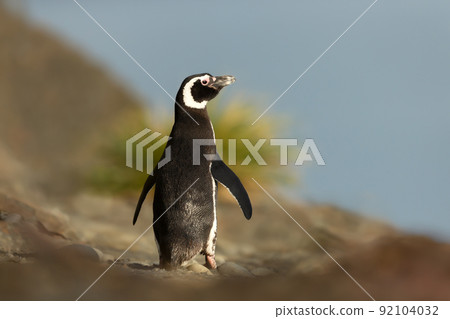 Magellanic penguin on the coastal area of the Falkland Islands 92104032