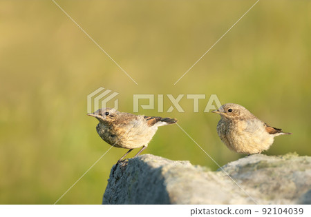 Two Northern wheatear juveniles perched on a rock against green background 92104039