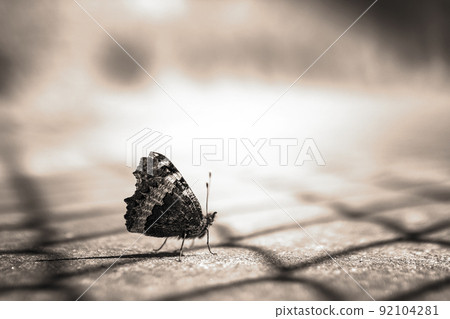 Butterfly Butterfly 92104281