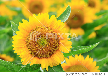 向日葵花,向日葵花,向日葵花,向日葵花,朝陽花,向日葵花,向日葵花,向日葵花,向日葵花,白色向日葵花,tenaiko,isjo菊花 向日葵花,向日葵花,向日葵花,向日葵花,朝陽花,向日葵花,向日葵花,向日葵花,向日葵花,白色向日葵花,tenaiko,isjo菊花 92104291