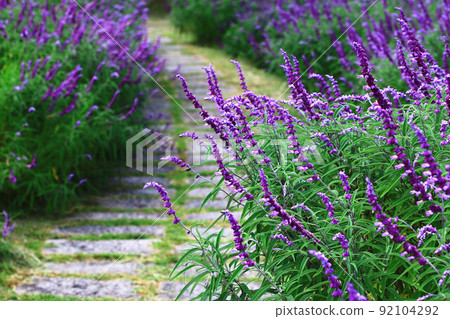 Blue-Purple Sage & Walkway (Garden View) Blue-Purple Sage & Walkway (Garden View) 92104292