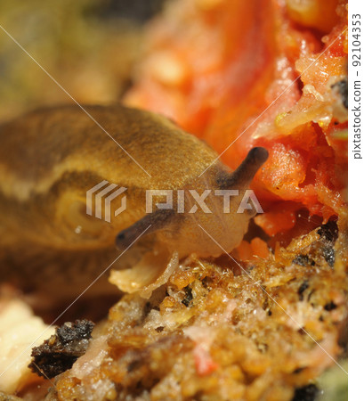 Slug crawling sitting on a tree trunk and eating 92104353