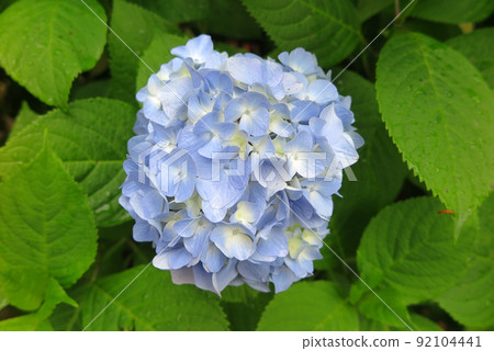 "A natural background image of hydrangeas wet with rain." "A natural background image of hydrangeas wet with rain." 92104441